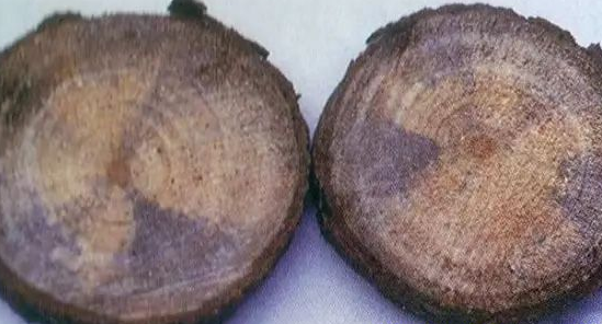  警惕！木材原材料將進入藍變高峰期